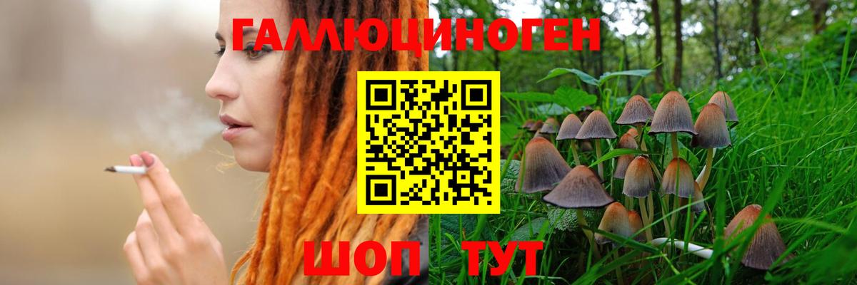 Галлюциногенные грибы Psilocybe Отрадное
